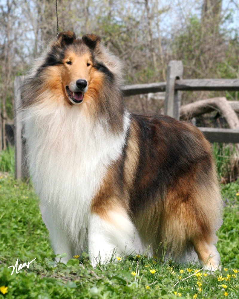 Collie breeders store